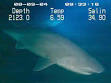 Cow shark - Wikipedia, the free encyclopedia