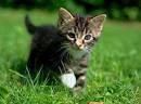 page sur les chat