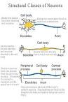BIOL 237 Class Notes - Neurology