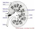 SCHEMA LEGENDE DU REIN DE PORC EN COUPE LONGITUDINALE - Intellego.
