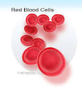 Red blood cells definition - Medical Dictionary definitions of ...