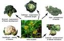 Artificial selection