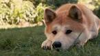 HATCHI! Or as my dad likes to call him Hacho by Wolfandanimedrawer.
