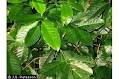 PLANTS Profile for Coffea arabica (Arabian coffee) | USDA PLANTS