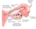 Structure of the <b>ovary</b> and