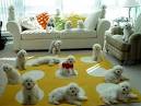 Dog Obedience Training | Dog Door Blanket