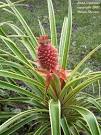<b>Ananas</b> comosus