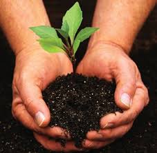 Tree planting