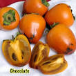 CHOCOLATE PERSIMMON - $39.95 : Trees of Antiquity