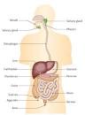 THE CIRCULATORY SYSTEM