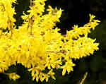 <b>Forsythia</b> flowersOne evening