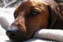 Making Terminally Ill Dogs More Comfortable eHow