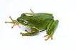 220px-Green_treefrog.jpg