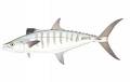 Fish Album