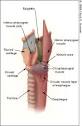 Head and Neck Manifestations of Gastroesophageal Reflux Disease ...