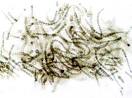 to the <b>Cyanobacteria</b>