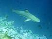 Carcharhiniformes - Wikipedia, the free encyclopedia