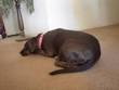 I miss my dog. She lives in Apple Valley without me. - via Daymix