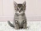 Kitten Thinks Of Nothing But Murder All Day | The Onion ...