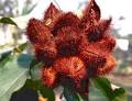 Spice Pages: Annatto (Bixa orellana, Achiote)