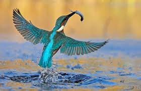 Image result for kingfisher