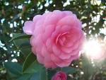 File:Camellia japonica.jpg - Wikipedia, the free encyclopedia