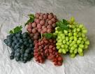 Random Thoughts…on Grape Varieties | Beavers Family Vineyards and ...