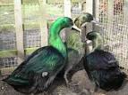 RL COLLINS, DUCKS, PEKIN BANTAMS AND FANTAIL DOVES | Information ...