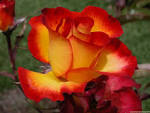 roses - Roses Photo (29851084) - Fanpop fanclubs