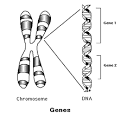 A <b>gene</b> can be defined as