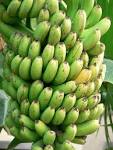 Public domain image - free picture of green bananas