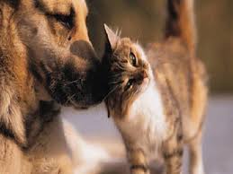 Bildergebnis für ‫سگ واقی وکربه واقی‬‎