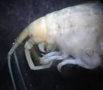 Peramphithoe humeralis