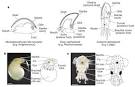 Hox gene expression in E. scolopes | Developmental Biology Interactive