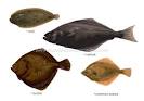FOOD &amp; KITCHEN :: FOOD :: BONY FISHES [7] image - Visual ...