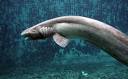 Rare Prehistoric Shark Photographed Alive