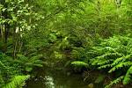 wild gardens of Acadia - via Daymix