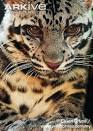 ARKive - Diard's clouded leopard videos, photos and facts ...