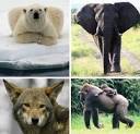 8 Majestic but Critically Endangered Mammals | WebEcoist