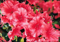 G6825 Growing Azaleas and Rhododendrons | University of Missouri ...