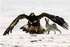 Falcon Hunt of Kazakhstan Nation | English Russia