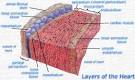 CH18 <b>Pericardial</b> Cavity and