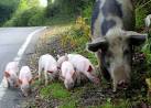SU2616 : Pigs grazing on the road at Bramshaw - via Daymix
