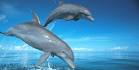 delfin pronunciation