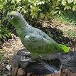 220px-Amazona_farinosa_at_ ...