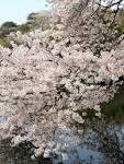 Cherry Blossoms Asian Dating Site Review