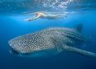 WHALE SHARK