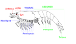 File:Bentheuphausia anatomy.png - Wikipedia, the free encyclopedia