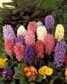 Hyacinth