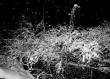 Snowstorm, DSC02617. - via Daymix